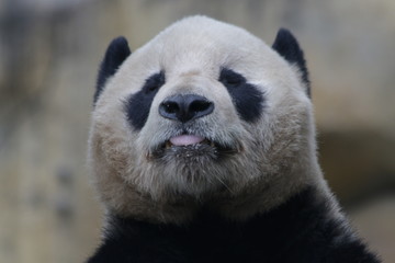 Fototapeta premium Funny Panda Sticks out his Tongue, China