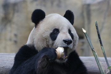 Giant Panda is Eating Bamboo Shoot, Shanghai, China © foreverhappy