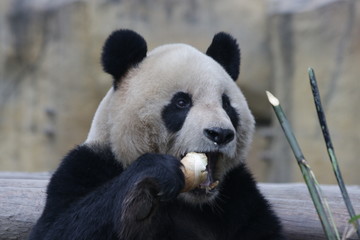 Giant Panda is Eating Bamboo Shoot, Shanghai, China