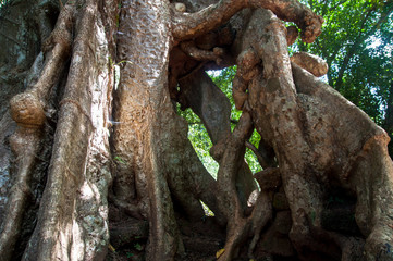 Giant tree roots. Angkor Wat, Siem Reap, Cambodia