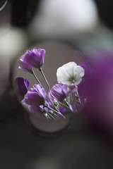 Violet flower
