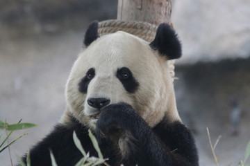Fototapeta premium Giant Panda Eats Bamboo Leaves, China