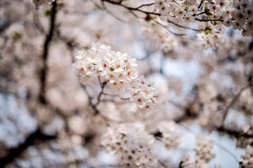 Close up sakura or cherry blossom; Japanese Spring Flower Sakura; Pink Cherry Flower
