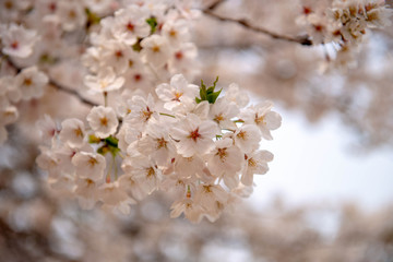 Close up sakura or cherry blossom; Japanese Spring Flower Sakura; Pink Cherry Flower
