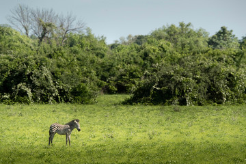Lonely zebra in Zambia