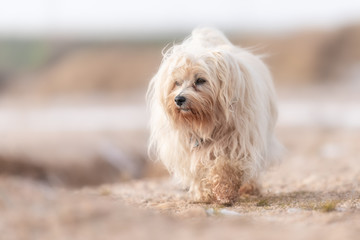 Ein selbstbewusster Havaneser