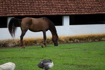 Cavalo