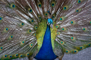 Naklejka premium Pavão