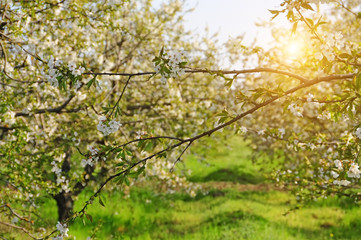 Blooming white flowers fruit spring garden.
