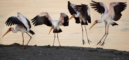Yellow-billed Stork landing on river