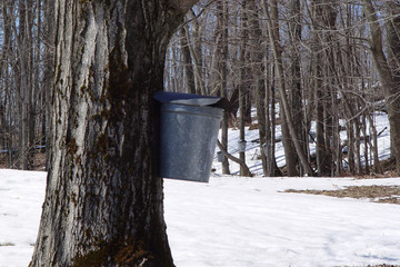 sap bucket
