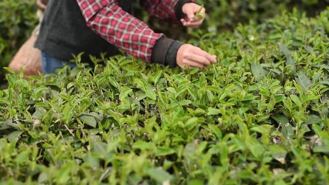 working at tea farm