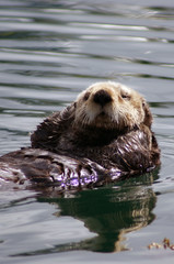 sea otter