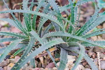Aloe arborescens. tiny succulents or cactus in desert botanical garden and stone pebbles background