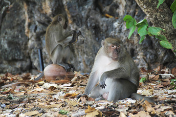 Male macaques sitting on the sand in Thailand