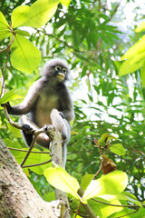 Wild monkey sitting on a tree in Thailand