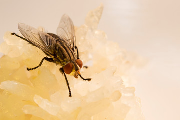 Flies on rice dishes