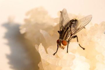 Flies on rice dishes