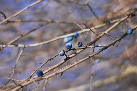 Schlehen, Schlehdorn (Prunus spinosa)