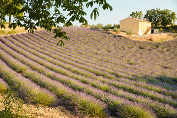 Field of lavender in France, Valensole, Cote Dazur-Alps-Provence, a lot of flowers, panorama, perspective, mountains on background
