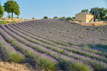 Field of lavender in France, Valensole, Cote Dazur-Alps-Provence, a lot of flowers, panorama, perspective, mountains on background