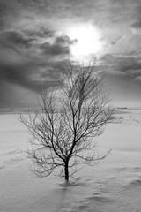 tree in winter, Iceland