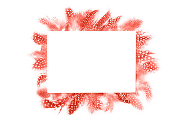 Frame or border made of trendy living coral color dotted feathers isolated on white background