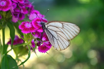 butterfly on flower