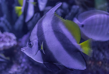 Antalya, Turkey - largest Turkish city on the Mediterranean coast, Antalya displays many attractions. Here in particular the Antalya aquarium