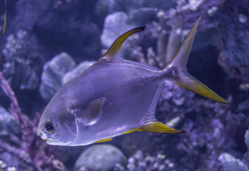 Antalya, Turkey - largest Turkish city on the Mediterranean coast, Antalya displays many attractions. Here in particular the Antalya aquarium