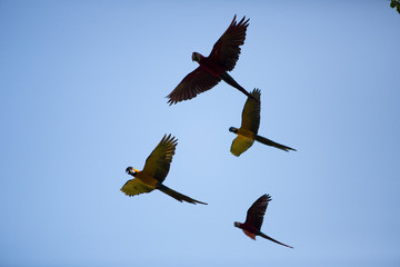 Parrots flying in the sky, Ubud