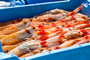 Blue plastic containers with catch of sea shrimps, ocean prawns delicacies. Fish auction for wholesalers and restaurants. Blanes, Spain, Costa Brava. Industrial catch of fresh seafood
