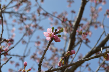 桜　二分咲き