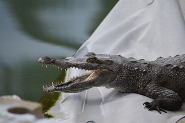 Cocodrilo boca abierta en marina Puerto Vallarta 