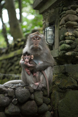 Monkey with baby, Ubud