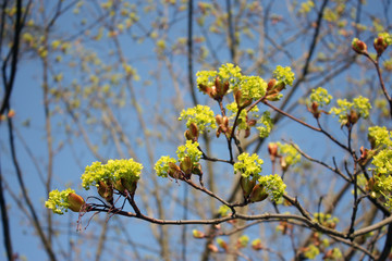 awakening of nature. spring