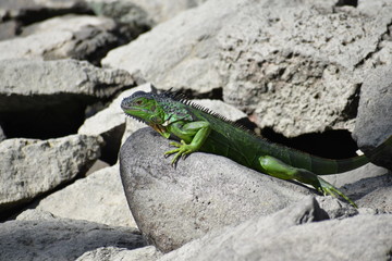Iguana en roca
