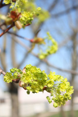 awakening of nature. spring