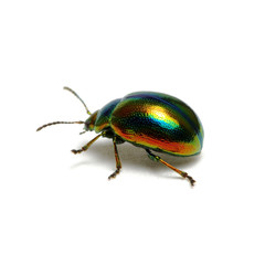 Green beetle isolated on white