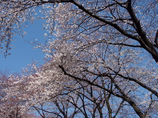 東京都国分寺市　黒鐘公園の桜