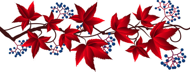 virginia creeeper vector red leaves - obrazy, fototapety, plakaty
