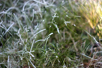 grass. frosty morning. October