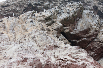 Ballestas Islands, Perù