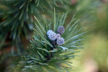 pine branch. autumn