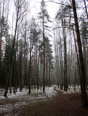 winter forest