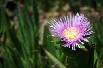 the flowers in the field. summer