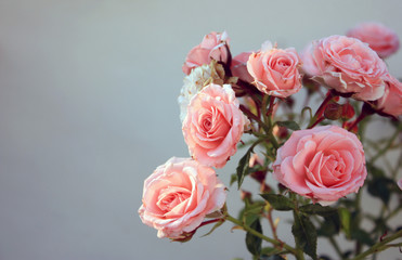 rose Bush. spring