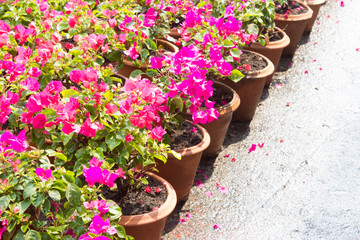 Pots of Bougainvilleas flower