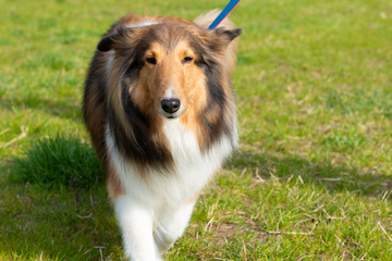 散歩中のシェルティ