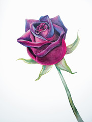 Magnificent watercolor illustration. Elegant Burgundy rose on a white background. Open Bud. Velvet petals. Botanical painting.